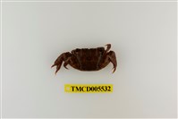 藏品(雙齒近相手蟹)的圖片